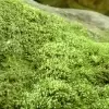 Carpet of Moss